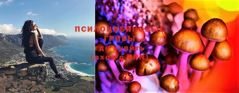 Псилоцибиновые грибы Psilocybe  Воткинск 